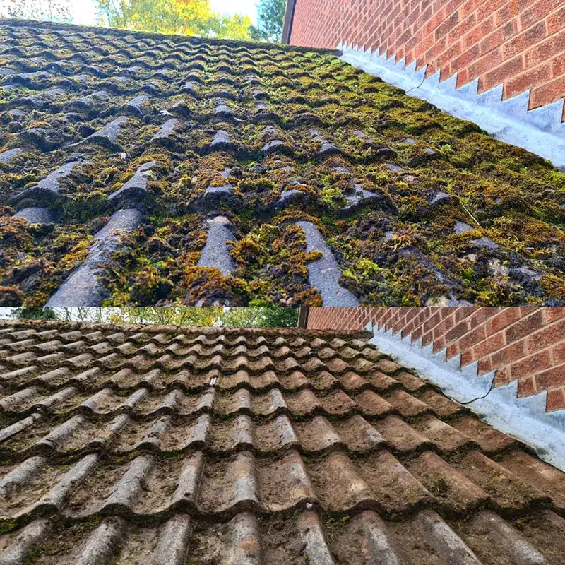 moss on roof